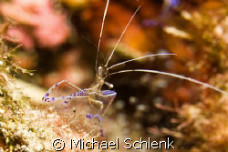 Pederson shrimp off S. Florida coast by Michael Schlenk 